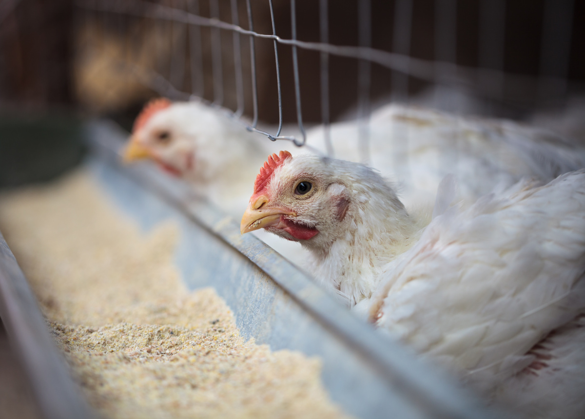 Close up of domestic laiying hen in henhouse